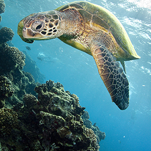 Say Aloha to These Top Beaches on Kauai!