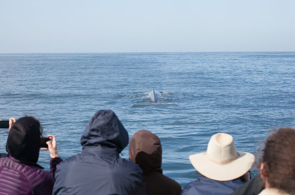 A whale appears in the water as people watching take photos.