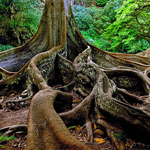 Hawaii Kauai Allerton Garden fig tree trunks