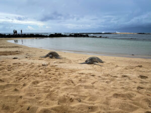 Hawaiian Green Sea Turtles sleeping on Poipu Beach Kauai. High quality photo