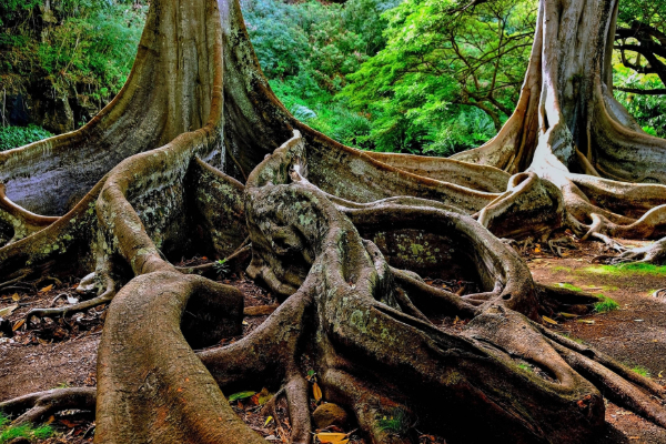 tree with roots in the ground