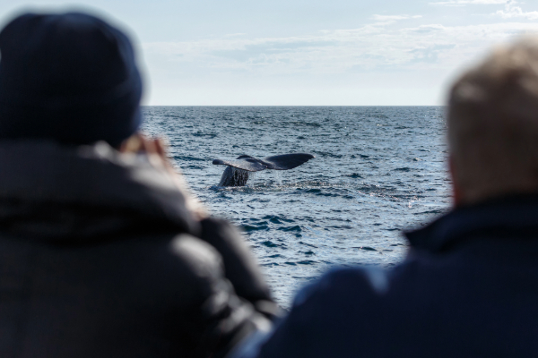 people whale watching on a boat in the ocean