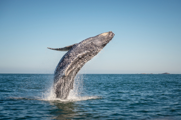 humpback whale breaching in the middle of the ocean