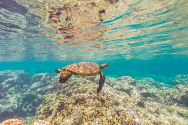 snorkeling with a turtle underwater